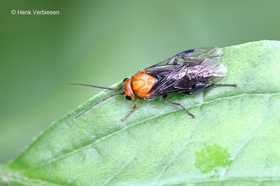 Tenthredinidae - Echte Bladwespen