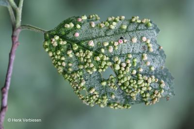Insect - Mite Galls