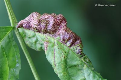 Insect - Mite Galls