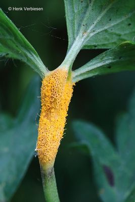 Pucciniaceae