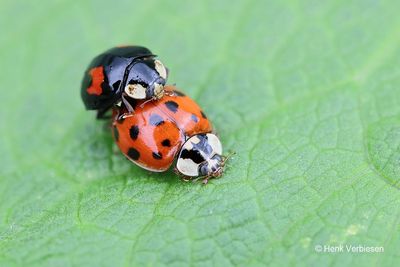 Coccinellidae - Lieveheersbeestjes