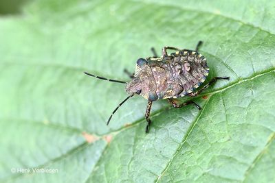 Pentatomidae - Schildwantsen