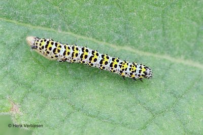 Noctuidae - Uilen