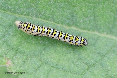 Noctuidae - Uilen