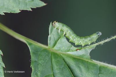 Tenthredinidae - Echte Bladwespen