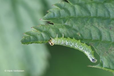 Tenthredinidae - Echte Bladwespen