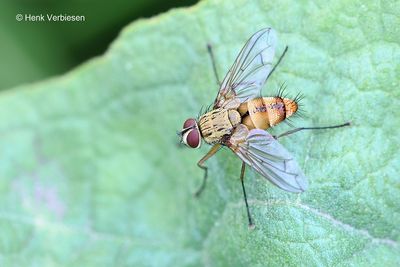 Tachinidae - Sluipvliegen