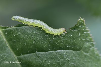 Tenthredinidae - Echte Bladwespen