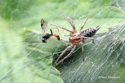 Agalenidae - Trechterspinnen