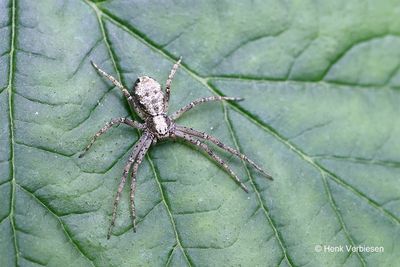 Other Spiders