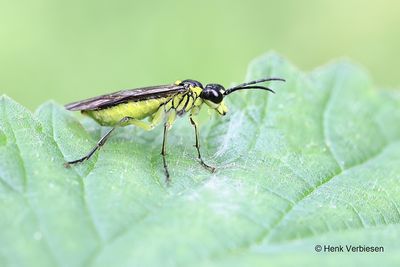 Tenthredinidae - Echte Bladwespen