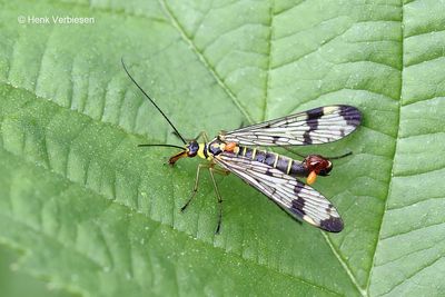 Panorpidae - Schorpioenvliegen