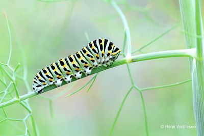 Papilionidae - Grote Pages
