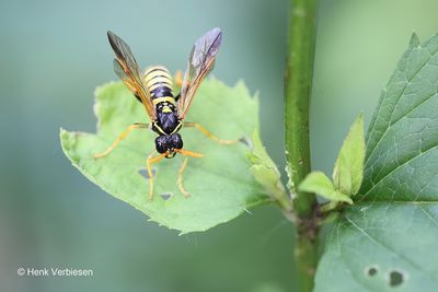 Tenthredinidae - Echte Bladwespen
