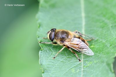 Syrphidae - Zweefvliegen