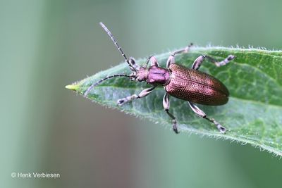 Chrysomelidae - Bladhaantjes