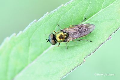 Stratiomyidae - Wapenvliegen