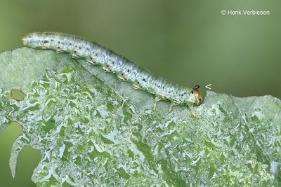 Craesus alniastri.JPG