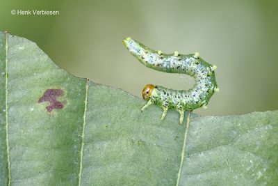 Tenthredinidae - Echte Bladwespen
