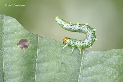 Tenthredinidae - Echte Bladwespen