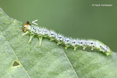 Sawfly parasitoids