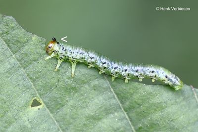 Craesus alniastri 1.JPG