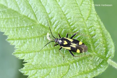 Miridae - Blindwantsen