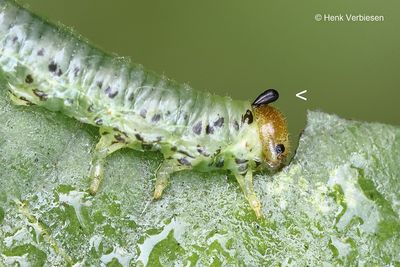 Sawfly parasitoids