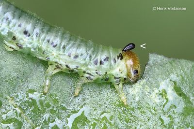 Sawfly parasitoids