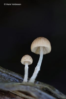 Psathyrellaceae