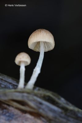 Psathyrellaceae
