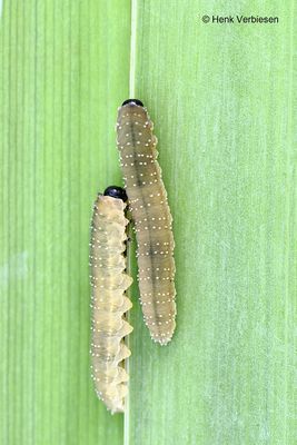 Tenthredinidae - Echte Bladwespen
