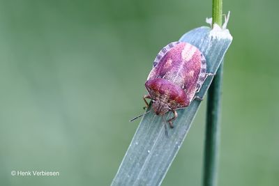 Rhopalidae - Glasvleugelwantsen / Scutelleridae - Pantserwantsen