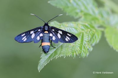 Moths - Caddisflies