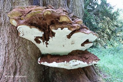 Ganodermataceae