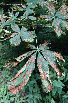 Leaf miners