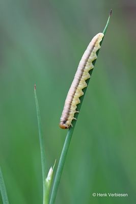 Tenthredinidae - Echte Bladwespen