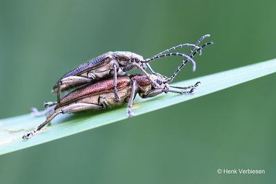 Chrysomelidae - Bladhaantjes