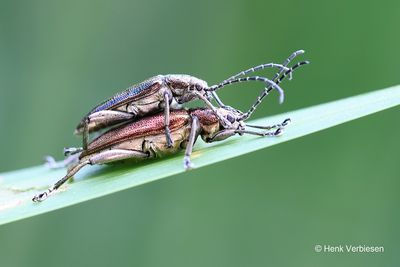 Chrysomelidae - Bladhaantjes