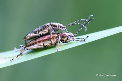 Chrysomelidae - Bladhaantjes
