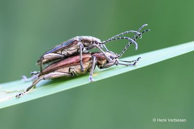 Chrysomelidae - Bladhaantjes