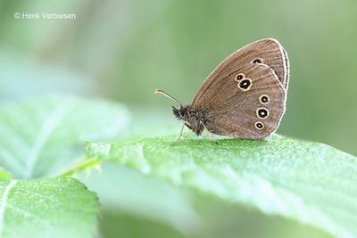 Nymphalidae - Aurelia's