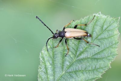 Cerambycidae - Boktorren
