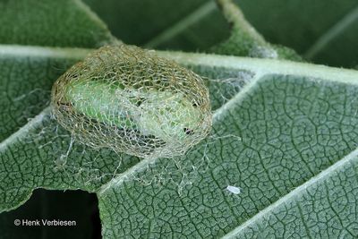 Argidae