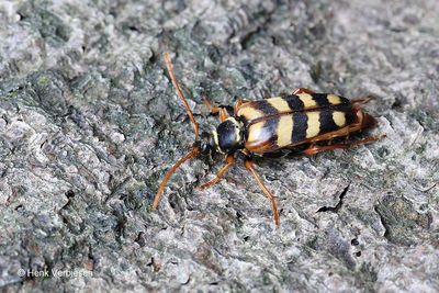 Cerambycidae - Boktorren