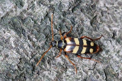 Cerambycidae - Boktorren