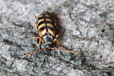 Cerambycidae - Boktorren
