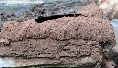 Fuligo septica - Heksenboter 11.JPG