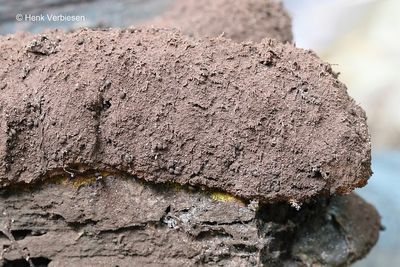 Slime molds