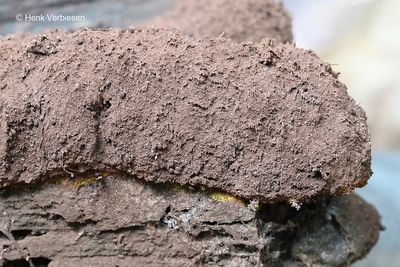 Slime molds